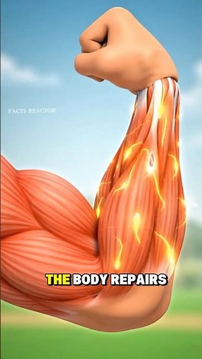 How Do Muscles Really Grow? 💪