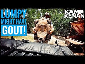 My Sulcata Tortoise needs Veterinary Help!