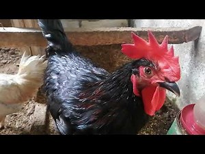 Crossbreed ( Native & Heritage) chicken