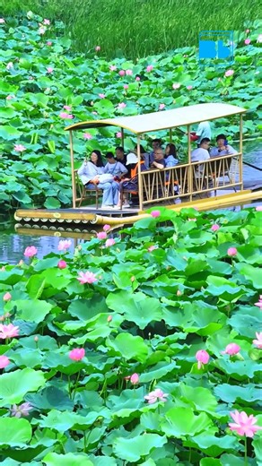 very graceful unfolding of lotus petals | Blue Box