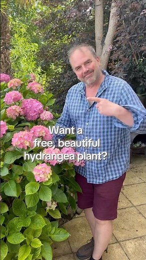 How to take a hydrangea cutting. How to propagate a hydrangea plant. Plants for free.