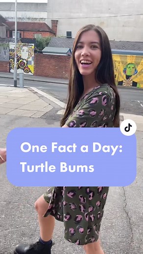 Did you know that turtles can breathe out of their bums? #turtles #facts #onefactaday #fypシ #foryoupage #foryou #didyouknow #learn