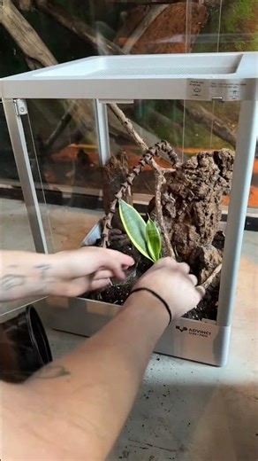 Enclosure setup for a Tailless Whip Scorpion