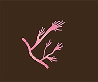 Culture, Enumeration and Identification of Filamentous Fungi from Soil