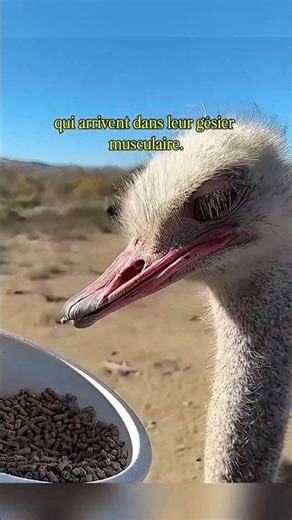 Les autruches et leurs mini-moulins – comment elles se débrouillent sans dents