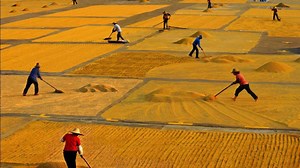 玉米行情：玉米市场最新动态，有哪些好消息？