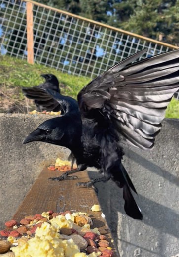Today’s crow snack mix featured: Scrambled eggs 🍳 Unsalted shelled peanuts 🥜 Black sunflower seeds 🌻 Cracked corn 🌽 Dog food 🐾 I think they liked it!! ☺️ #crowsoftiktok #crowfam #crows #spiritual #crowtok