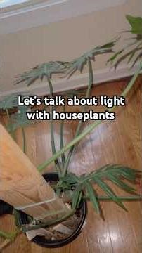 Houseplant Light