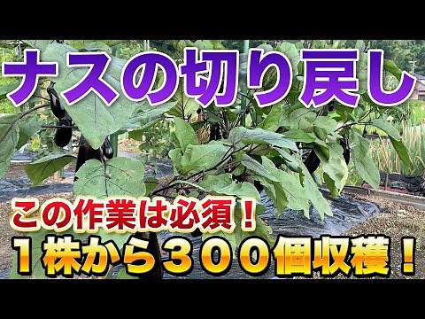 [Eggplant cultivation] Pruning to ensure a long and abundant harvest until autumn! The most basic...