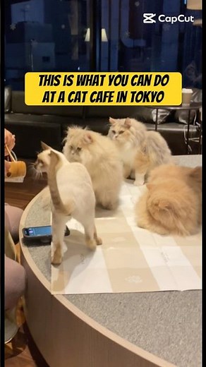 Tokyo Cat Cafe Experience you have to see! #shorts #cats #tokyo @m‪@mimowkittyandpets‬