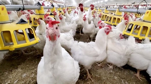 'Explosive' avian flu surge hits global bird populations
