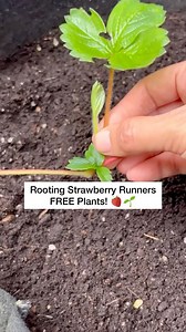 🍓These runners were removed from established plants (1-2 years old). Strawberry plants start to decline in production after three years, thus, it’s a good idea to propagate ones from runners. The nodes on the runners or stolons can develop their root system, which can be cut off from the mother plant. It usually takes 4 weeks for roots to develop. Your new strawberry clones should fruit the following season! 🍓💚 #growyourownfood #gardeningtips #gardening #Strawberry #strawberries #fruitlover #