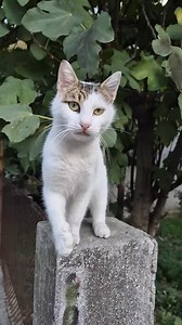 4.1K views · 87 reactions | The cat stretches out her paw and asks me to take care of her | Cat House | Facebook