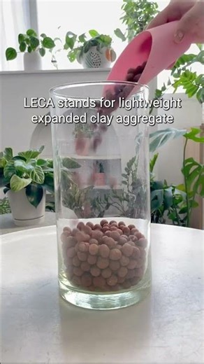 Did you try this?From Soil to Leca balls #plants #houseplants