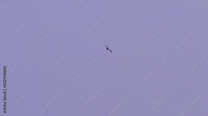 4k 100 fps frigate bird soaring through the sky in the Caribbean, telephoto shot with heat distortion