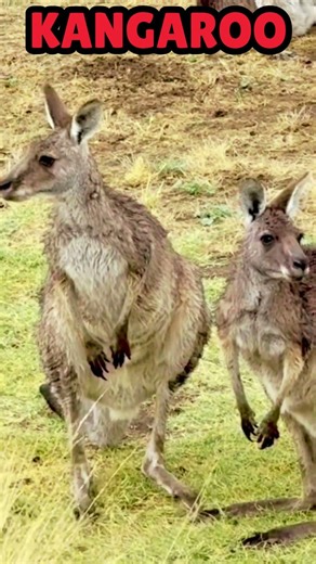Kangaroo | Kangaroo Sound
