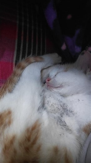 Alpana | Calisthenics athelete & content creator on Instagram: "Swing gainer ki esi tesi 😭😭 Ab toh aaja😭 [Calisthenics, Swing gainer, fails,]"