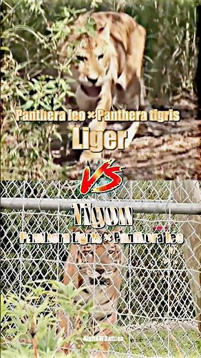 Liger vs Tigon #wis #1v1 #wisedit #wildlife #liger #tigon #bigcat #mammals #lion #tiger
