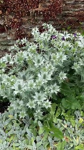 Plant of the day Eryngium giganteum | Hestercombe Gardens