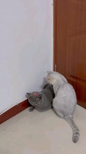 1.1M views · 10K reactions | Siga para mais vídeos @eu_amo_meus_petz  . . . . . . . #dogs #cats #doglovers #catlovers #gato #gatos #cachorros #cachorro #cachorrosfofos #gatosdoinstagram #pets #petlovers #petz #petshop #animaisfofos #animaisengraçados | Eu Amo Meus Pets | Facebook