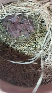 java sparrow chicks | java colony breeding progress update (shorts)