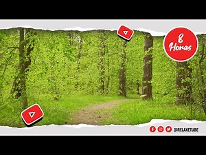 🎧 SOM DE VENTO LEVE ATRAVÉS DAS ÁRVORES 🍃 RUÍDO DO VENTO NA FLORESTA 🌳 SOM DA NATUREZA 🕒 8 HORAS