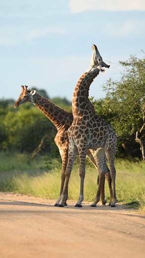 Deon Kelbrick 🇿🇦 | The dance!🦒🕺🏼 Two male giraffes practicing the term “necking” in beautiful late afternoon light, creating a magical scene. - #giraffes... | Instagram