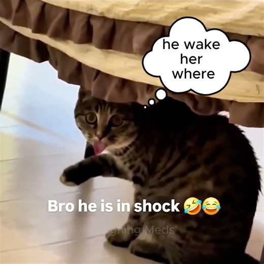 These Cats are crazy funny🤣#funnycats #cutecat #cat #cats #catsounds