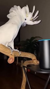 Larry is angry on cockatoo #FunnyParrot #ParrotVsPolice #ParrotComedy #ViralReels #AnimalHumor | Claws & Laughs Studio