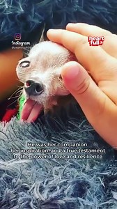 280K views · 2.4K reactions | Have you heard of this singing Chihuahua? Meet Pepe–a Chihuahua who became a singing sensation despite losing his jaw and teeth. credits: instagram.com/pepedog808 | iHeartDogs | Facebook