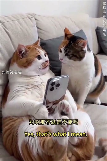 到底是要還是不要，這題太難了 #cat搞笑喵喵 Yes or No