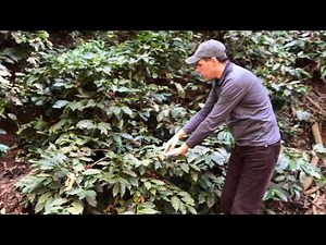 Dr. Schwarz | Coffee Pruning Method Used Explained