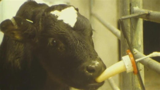 Mechanised Calf Feeding