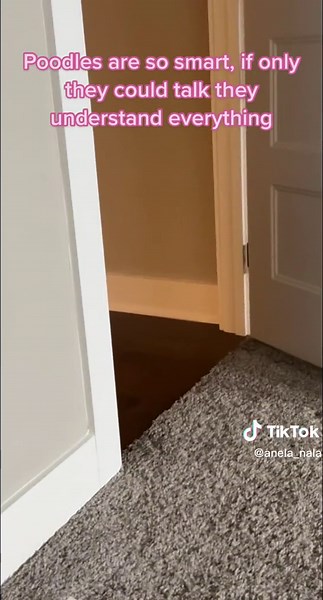 I never taught her fetch or to retrieve her toys yet she just knows💪