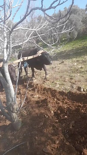 Plowing with Oxen: Traditional Farming Techniques
