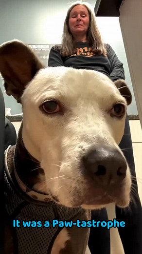 54 reactions · 10 comments | It’s a Paw-tastrophe! Freddie pulled a claw on our walk. Pet Dr fixed him up. #pitbullsofinstagram #dogmom #boo-boo | Wendy Hughes Alexander | Facebook