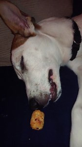 17K views · 452 reactions | Wake up and smell the tater. https://imgur.com/gallery/MtzR9aY | Imgur | Facebook