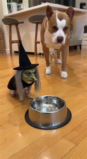 Big Dogs vs One Evil Chihuahua 😂