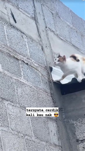 1M views · 11K reactions | Besides being cute and funny, it turns out he's also smart  #fbpro #cat #smartcat #animallover #catlover #MonetisasiKonten | Agung Gmb | Facebook