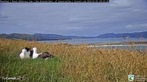 Tag, you're it! In the middle of a long reunion at the Top Track nest site, the adult female (named "LGL") cedes incubation duties to her mate "LGK" on January 6. Royal Albatross breeding pairs will swap incubation duties over their egg for a whopping 2.5 months before their chick will be ready to hatch! Watch LIVE at AllAboutBirds.org/Albatross The #RoyalCam is in collaboration with the New Zealand Department of Conservation. | Bird Cams