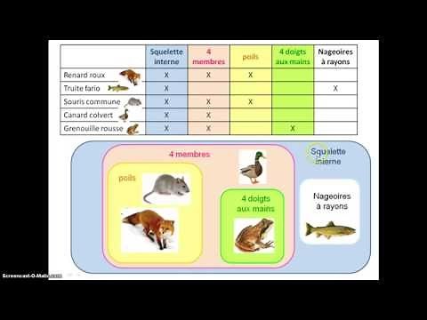 capsule groupes emboites