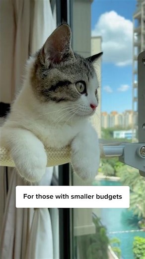 Dangers of open windows for cats 😿🪟