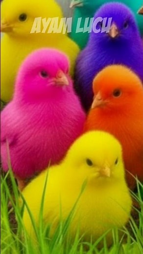Catch cute Chickens, colorful Chickens, Rainbow Chickens, cute ducks, cute rabbits, cute animals,...