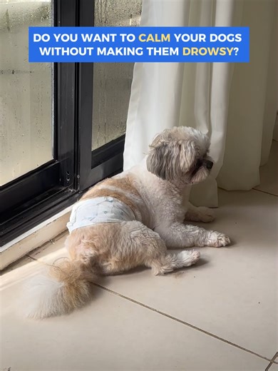 Calm Your Dog Without Drowsiness: Vet-Approved Tips