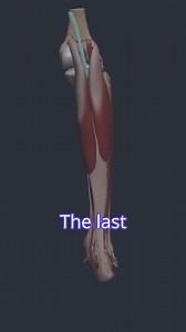 The foot and ankle may be compact, but their vascular architecture is anything but simple. In this short video excerpt from the Exploring Anatomy Programme on Physiopedia Plus, discover how blood supply supports mobility, healing, and function in this intricate region. 📚 Perfect for students, therapists, and anyone looking to deepen their anatomical knowledge. 🔗 Start learning today https://members.physio-pedia.com/learn/exploring-anatomy-programme-promopage/ 🟪 Explore more anatomy insights i