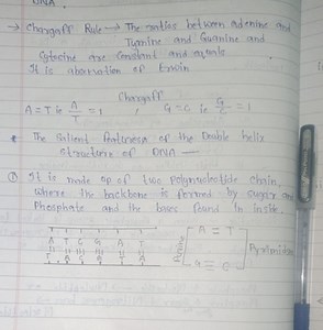 → Chargaff Rule → The ratios between adenine and Tymine and Gua... | Filo