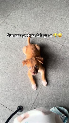 Understanding Dog Sounds: Types and Communication