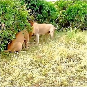 Amazing Animals World | Aliança Church