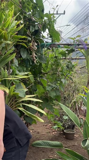 Amazing instrument😍#musician #worldmusic #instrumentos