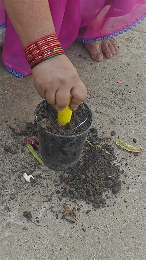 Come Plant Turmeric With Me! 🌱